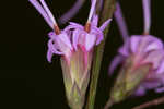 Fewflower blazing star